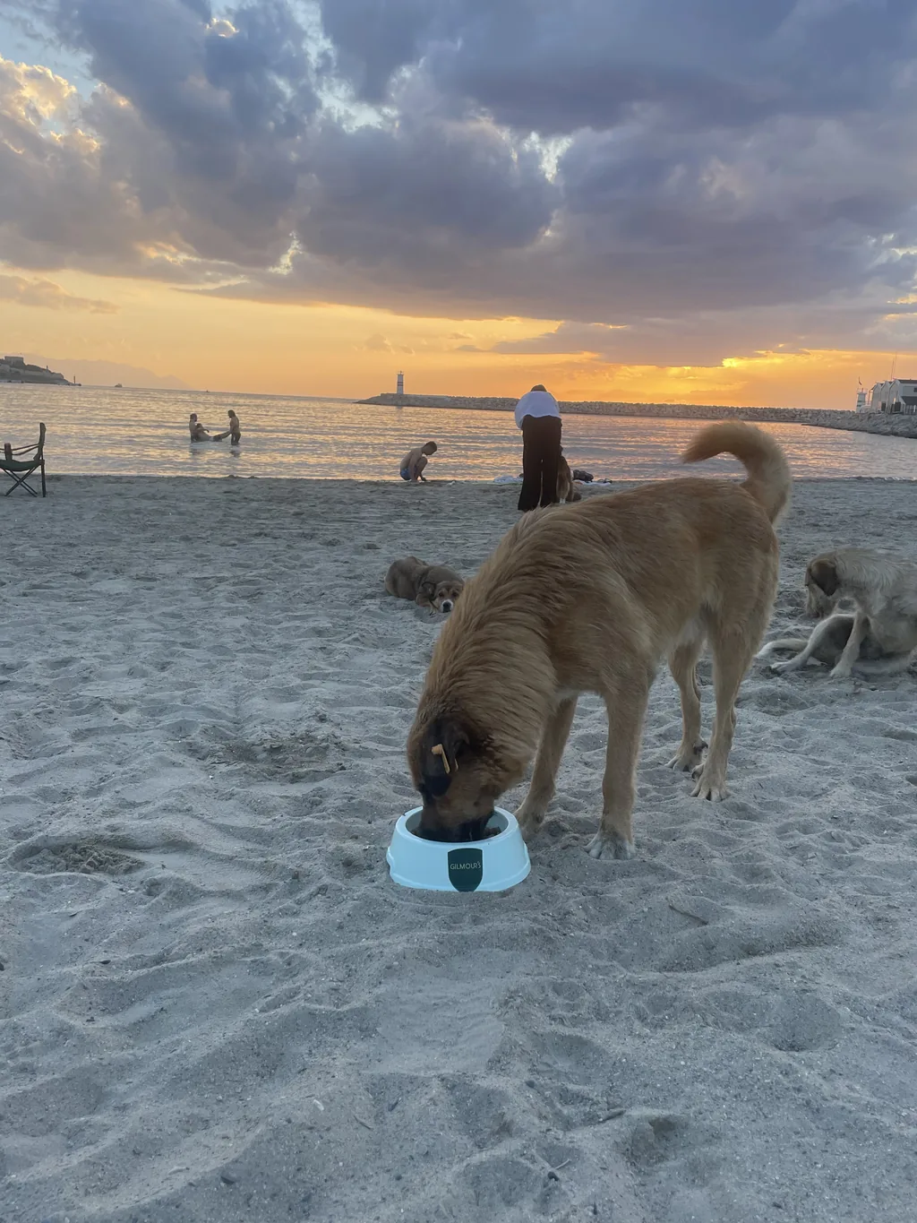 Straßenhund trinkt aus GILMOUR'S Napf bei Sonnenuntergang – Jetzt Spenden