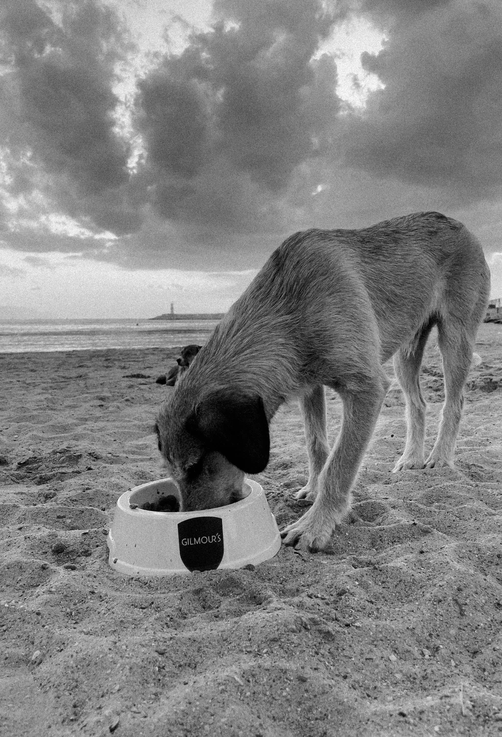 Straßenhund frisst aus GILMOUR'S Napf am Strand – Diese Augen