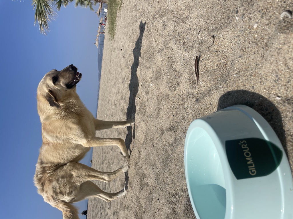 Straßenhund am Strand neben GILMOUR'S Wassernapf