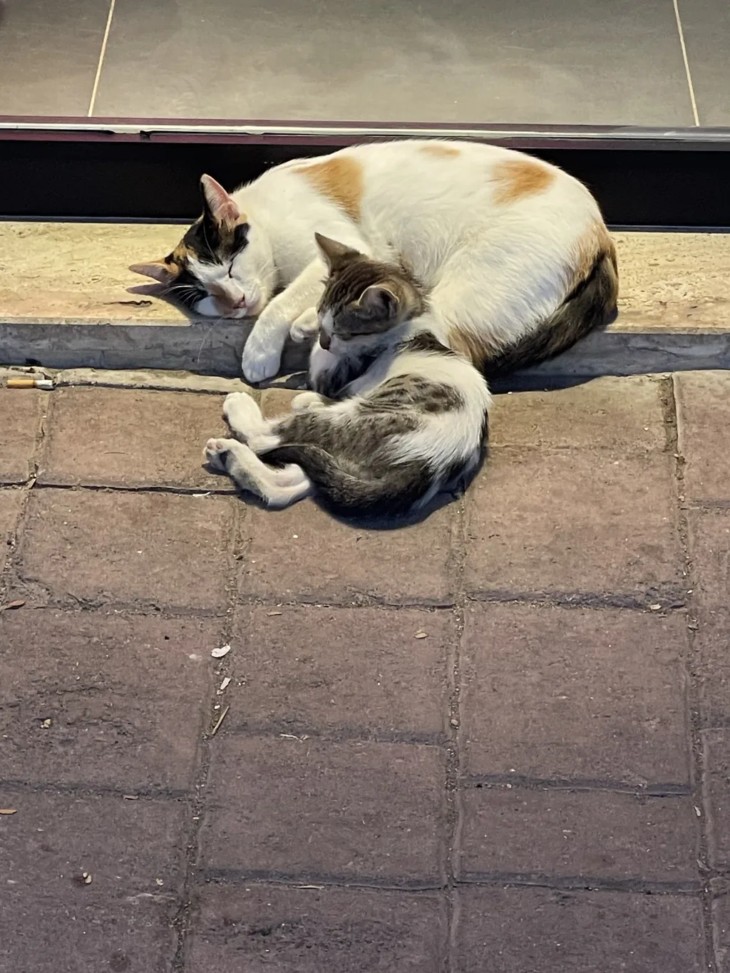 Straßenkatze mit Kitten – Verantwortung für ein ganzes Leben